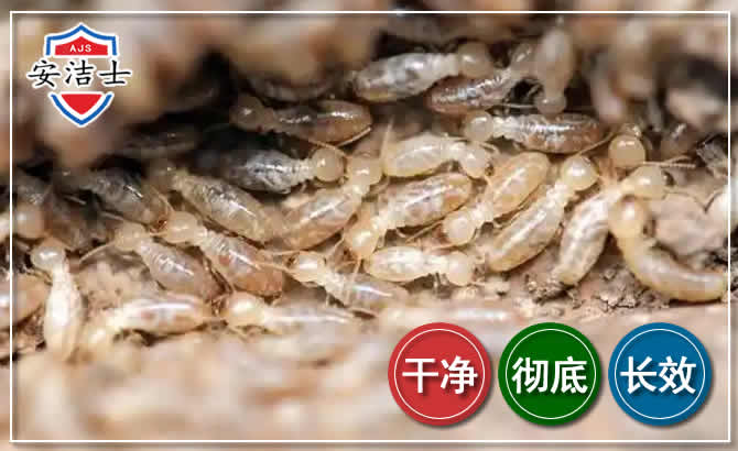 景宁白蚁防治