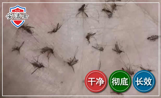 景宁蚊子防治-灭蚊