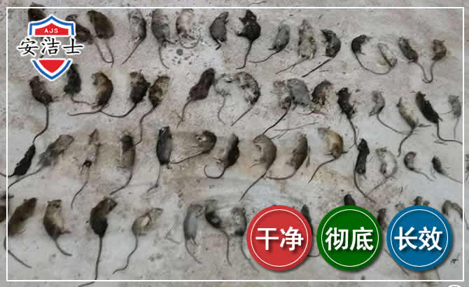 景宁鼠害防治-灭鼠