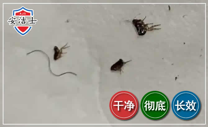 景宁跳蚤防治-灭跳蚤
