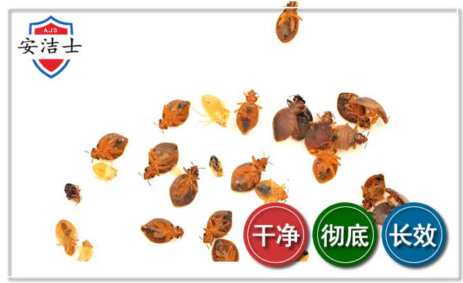 景宁臭虫防治-消灭臭虫